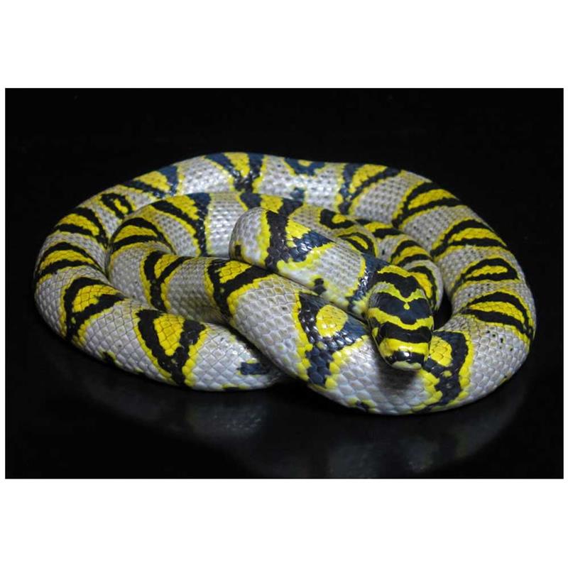 Sarpele sobolan Mandarin - imagine 4